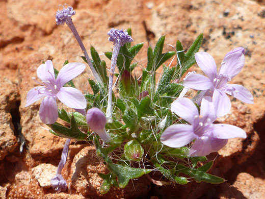 Low-growing plant