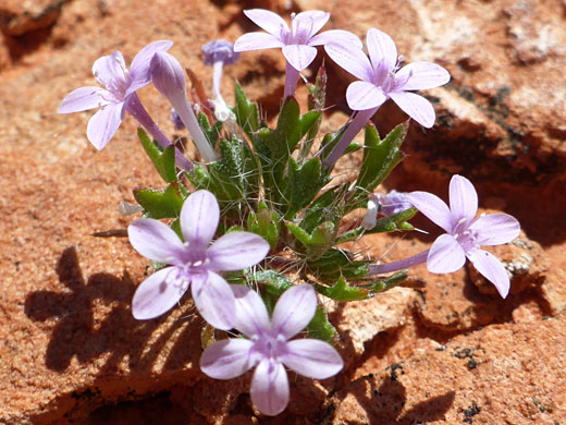 Pale pink flowers