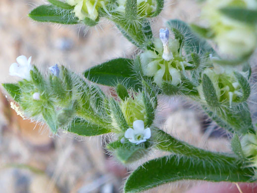 Small white flowers