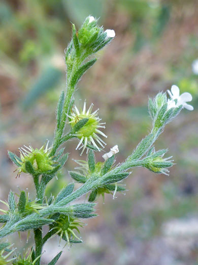 Bristly stems, spiny fruits