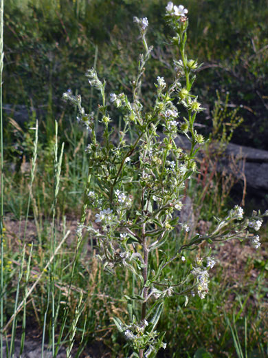 Branched stems