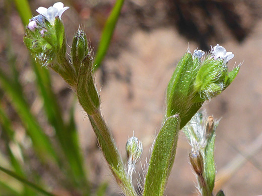 Two flower clusters