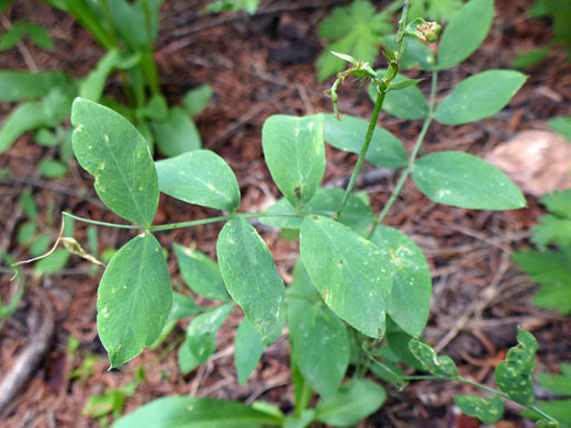 Aspen Pea