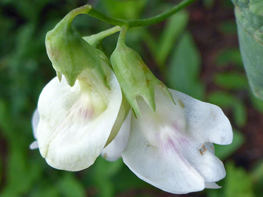 Broad banner petals