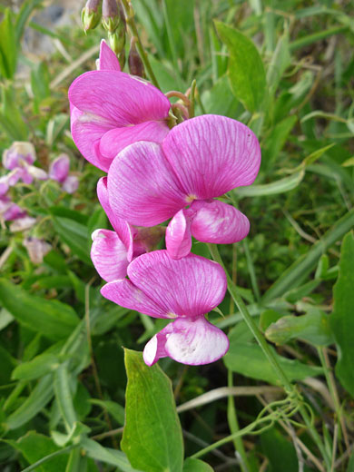 Everlasting Pea