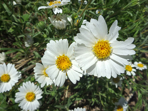 Group of flowers