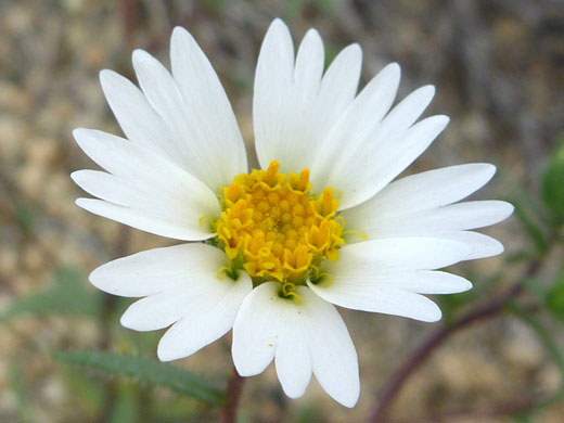 White Daisy Tidytips