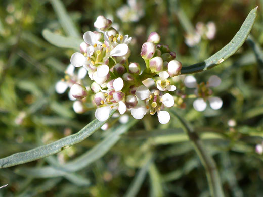 Flower cluster