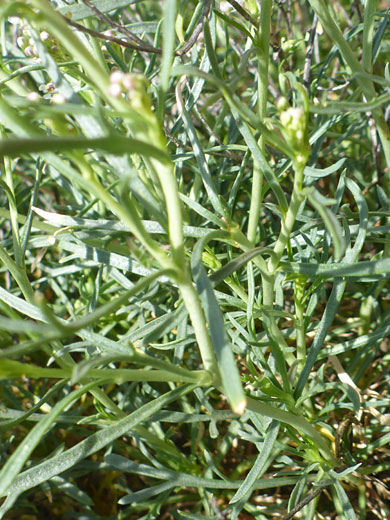 Glaucous leaves