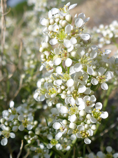 Desert Alyssum