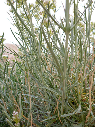 Leaves and stems