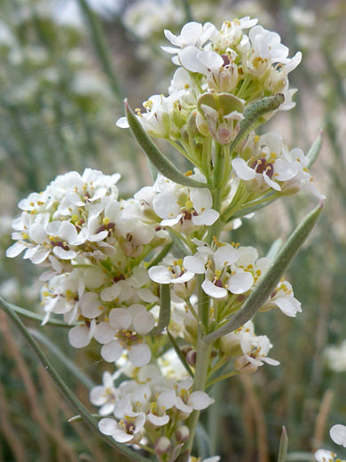 Flower clusters