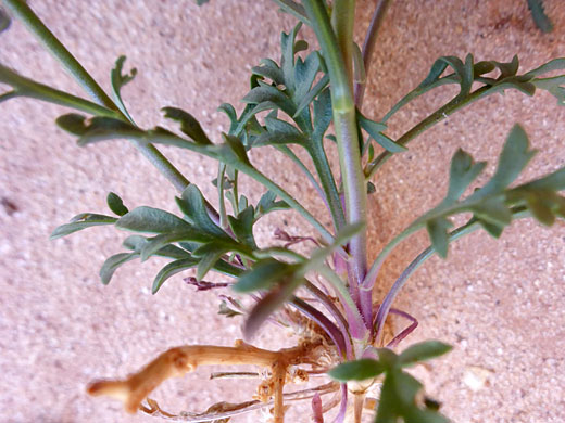 Lower stem leaves