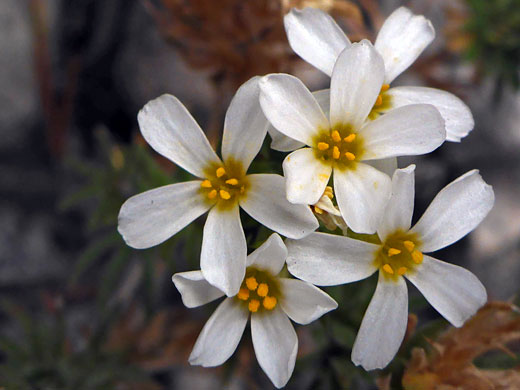 Yellow-centered white flowers