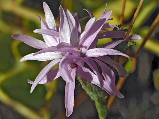 Sierra Lessingia; Sierra lessingia (lessingia leptoclada), Mariposa Grove, Yosemite National Park, California