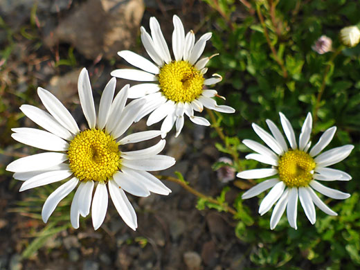 Three flowerheads