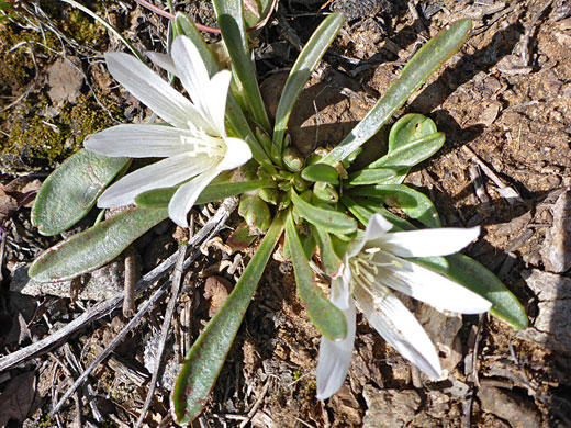 Two flowers