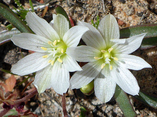 Pair of flowers