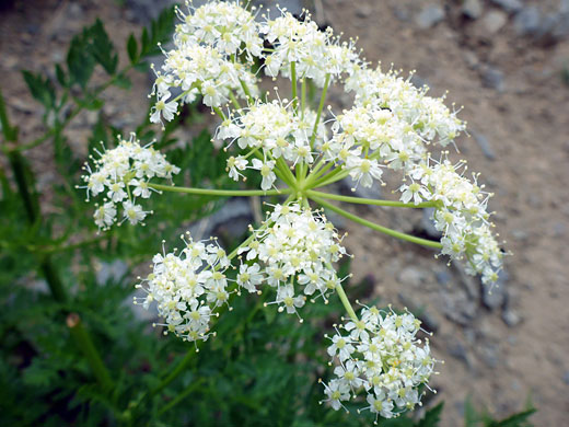 Mature flowers