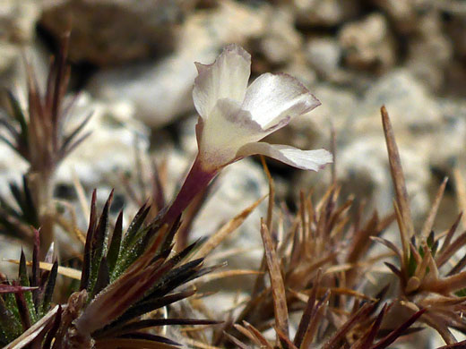 Whitish flower