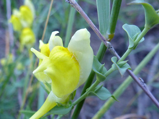 Flower and stems