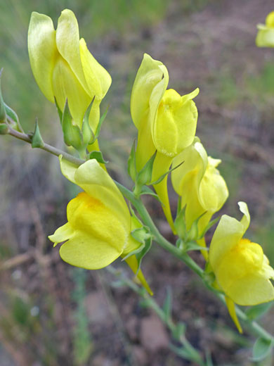 Yellow corollas and green calyces