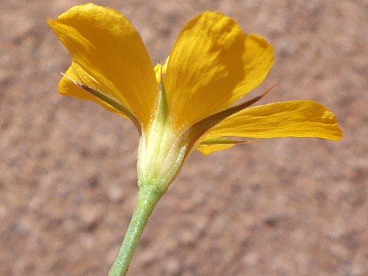 Bristle-tipped sepals