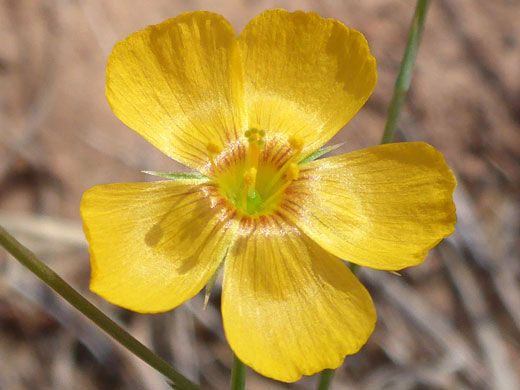 Five-petalled flower