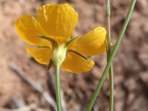 Recurved calyx lobes