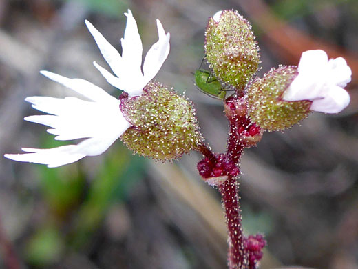 Bulbous Woodland Star