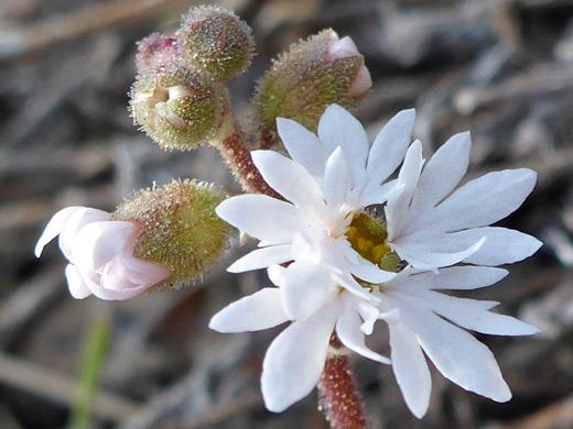 Flower and buds