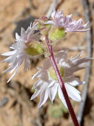 Hairy calyces