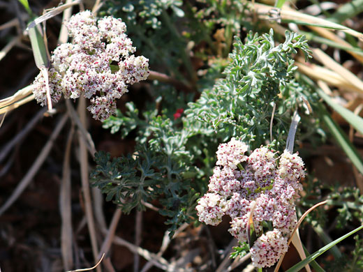 Two flower clusters