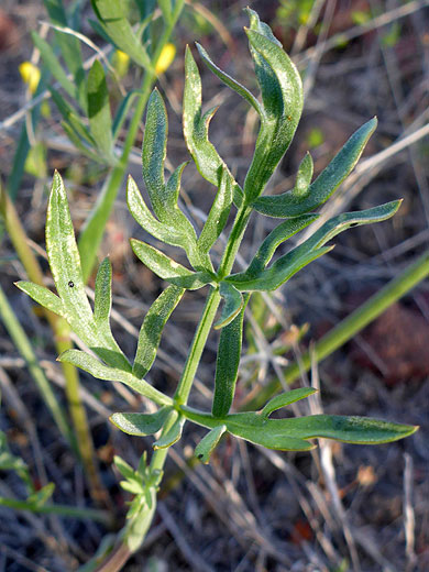 Nevada Biscuitroot