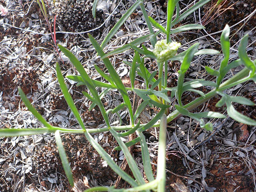 Basal leaves