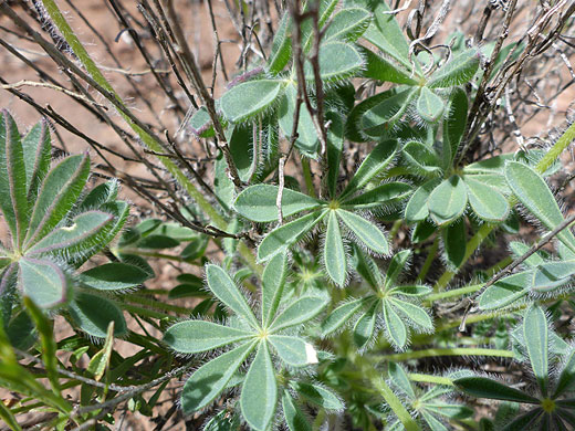 Hairy leaves