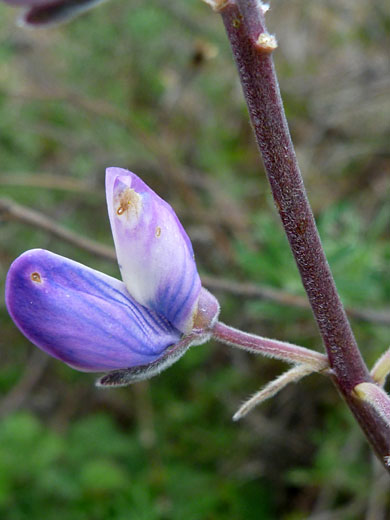 Stem and flower