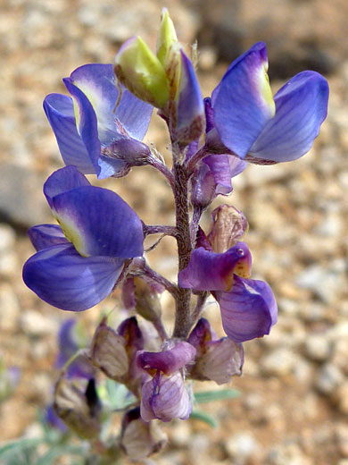 Flower cluster