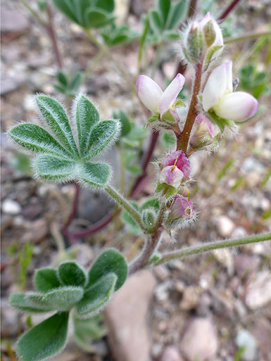 Flowers and leaves