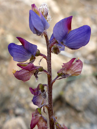 Flowers, some withered