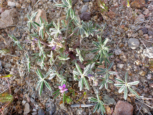 Low-growing plant