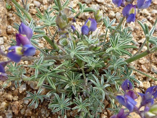 Leaves and stems