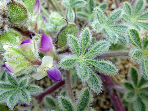 Palmate leaves