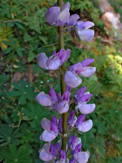 Pinkish flowers