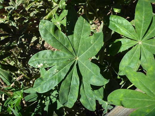 Foliage