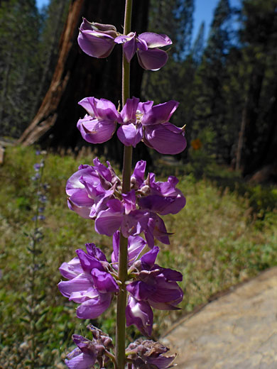 Whorled flowers