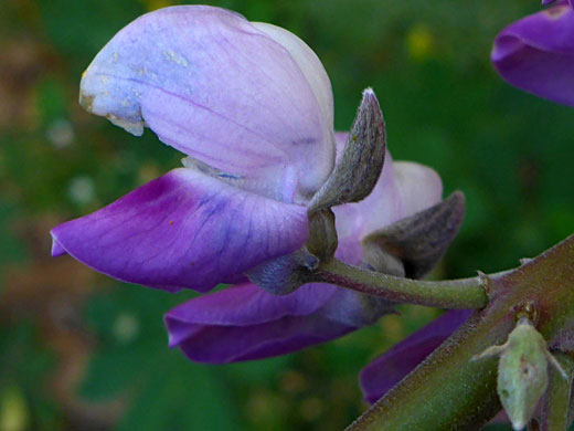 Flower and peduncle