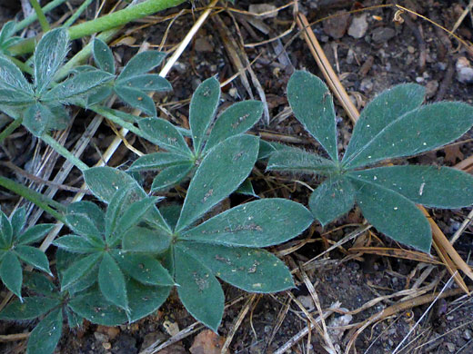 Sparsely hairy leaves