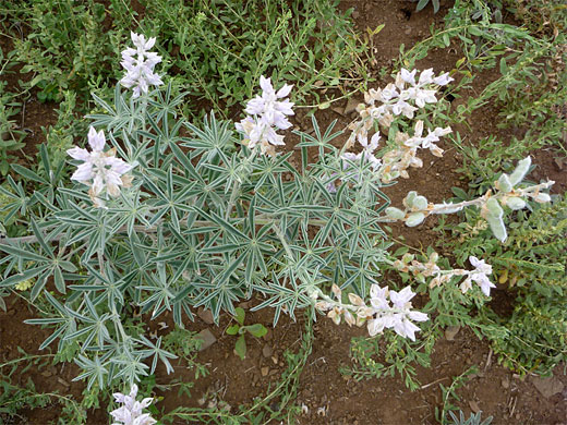 Flowers and seed pods