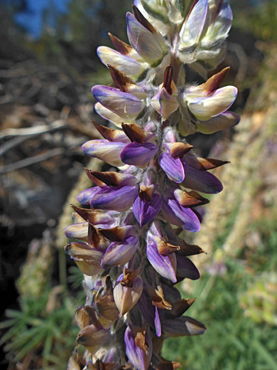 Withering flowers